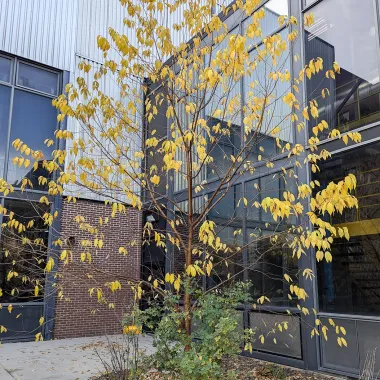 Amur Chokecherrry Tree in the Fall