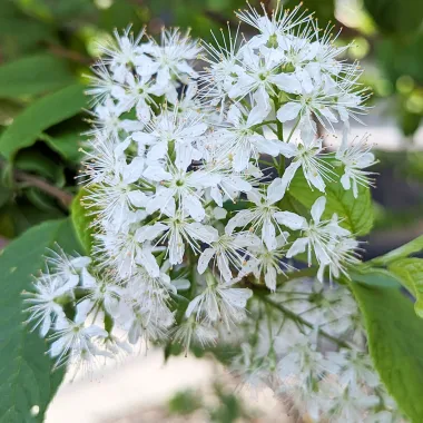 Amur Chokecherrry Flower