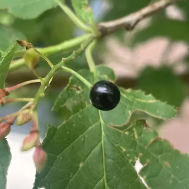 Amur Chokecherrry Fruit
