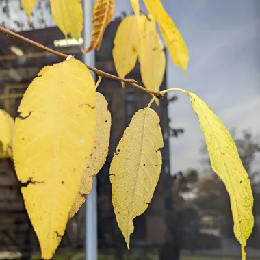 Amur Chokecherrry Leaf in the Fall