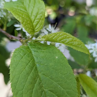 Amur Chokecherrry Leaf in the Summer
