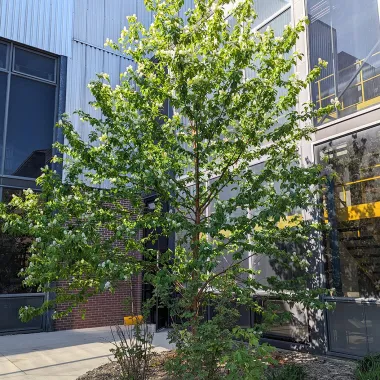 Amur Chokecherrry Tree in the Spring