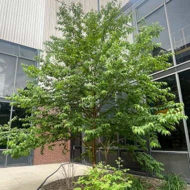 Amur Chokecherrry Tree in the Summer