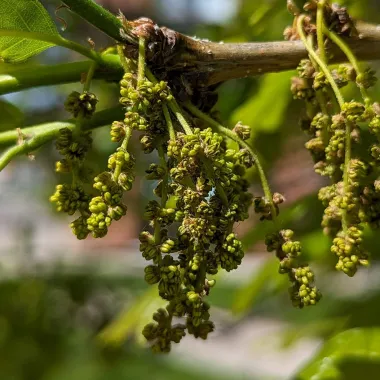 Swamp White Oak Flower
