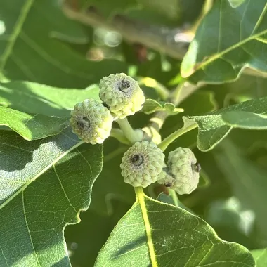 Swamp White Oak Fruit
