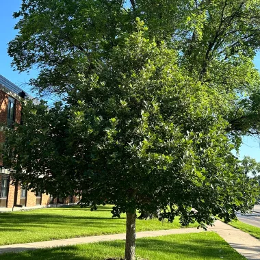 Swamp White Oak Tree in the Summer