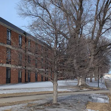 Swamp White Oak Tree in the Winter