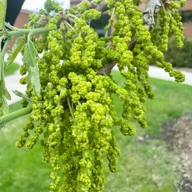 Bur Oak Flower