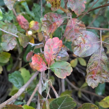 Fragrant Sumac Leaf in the Summer
