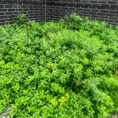 Fragrant Sumac in the Summer