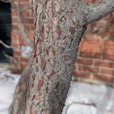 Staghorn sumac bark