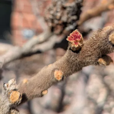 Staghorn sumac bud