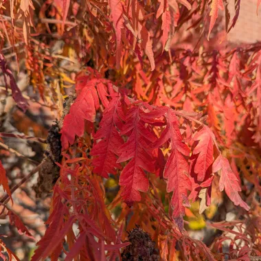 Staghorn sumac leaf in the fall