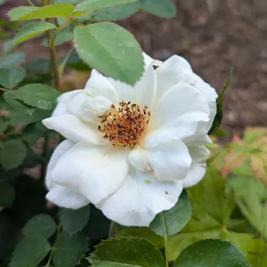 Hybrid Rose Flower