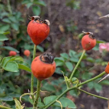 Hybrid Rose Fruit