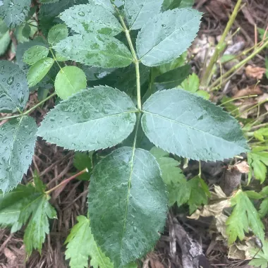 Hybrid Rose Leaf in the Summer