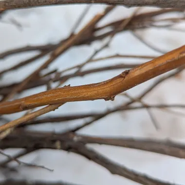 Japanese spirea bark