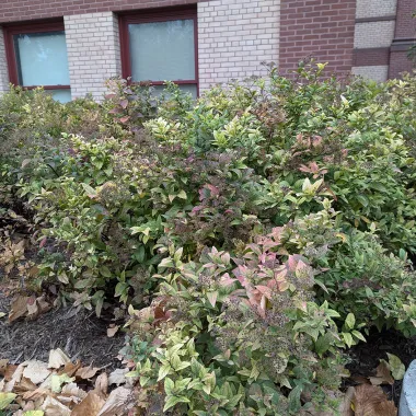 Japanese spirea shrub in the Fall