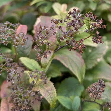 Japanese spirea fruit