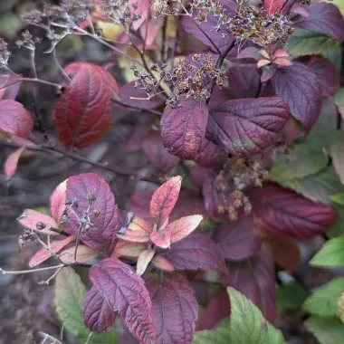 Japanese spirea leaf in the fall
