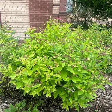 Japanese spirea shrub in the Spring