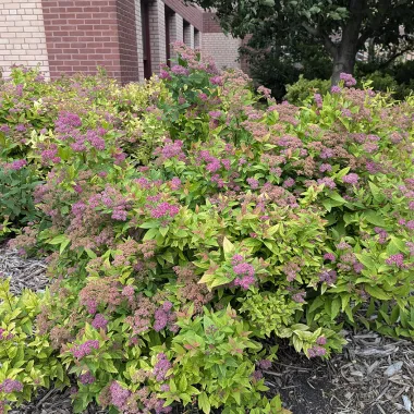 Japanese spirea shrub in the summer