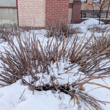 Japanese spirea shrub in the winter