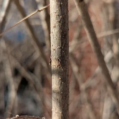 Meyer Lilac bark