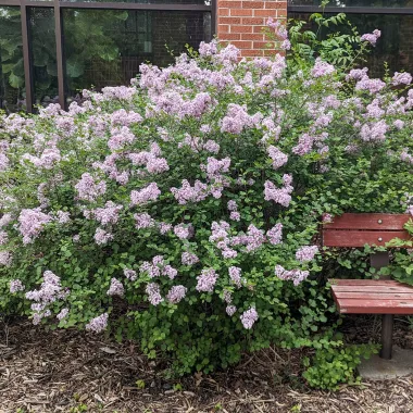 Meyer Lilac shrub in the Spring