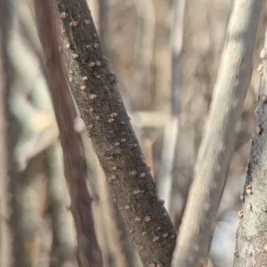 Manchurian Lilac bark