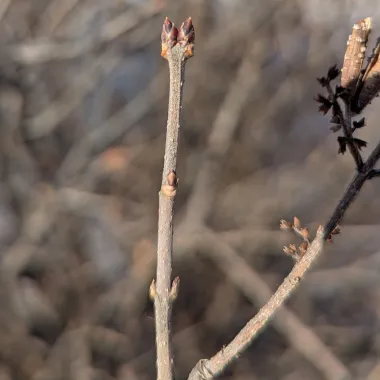 Manchurian Lilac bud
