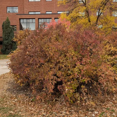 Manchurian Lilac shrub in the Fall