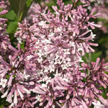 Manchurian Lilac flower