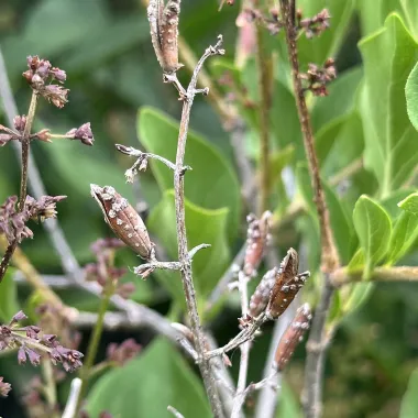 Manchurian Lilac fruit
