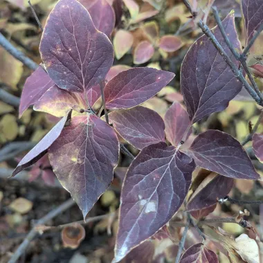 Manchurian Lilac leaf in the Fall