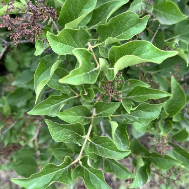 Manchurian Lilac leaf in the Summer