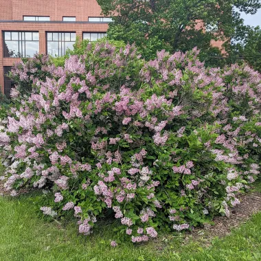 Manchurian Lilac shrub in the Spring