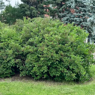Manchurian Lilac shrub in the Summer