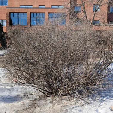 Manchurian Lilac shrub in the Winter