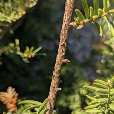 Japanese Yew Bark