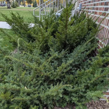 Japanese Yew Shrub in the Fall