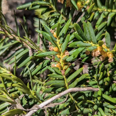 Japanese Yew Flower
