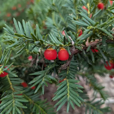 Japanese Yew Fruit
