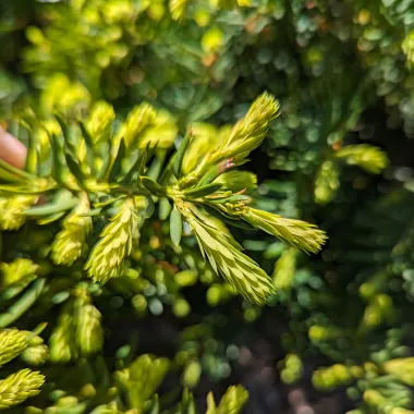 Japanese Yew Leaf in the Summer