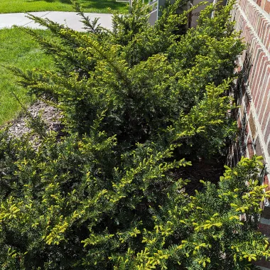 Japanese Yew Shrub in the Spring
