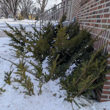 Japanese Yew Shrub in the Winter
