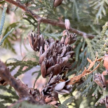 Mr. Bowling Ball Arborvitae Fruit