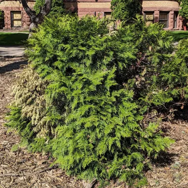Mr. Bowling Ball Arborvitae Shrub in the Spring