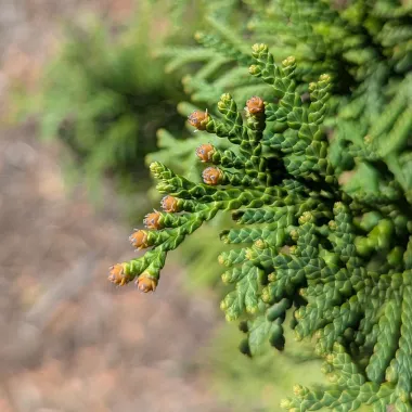 Pyramidal Arborvitae Flower