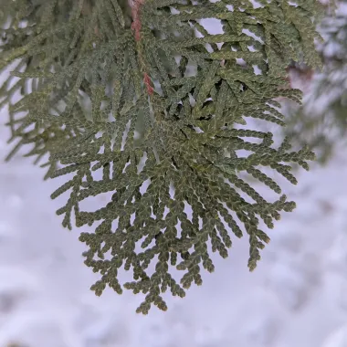 Pyramidal Arborvitae Leaf in Fall